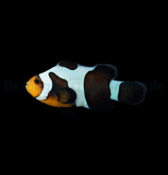 Amphiprion ocellaris (Black Gladiator) - T.B.