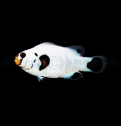 Amphiprion ocellaris (Wyoming White) - T.B.