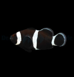 Amphiprion ocellaris (Darwin) - T.B.
