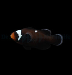 Amphiprion ocellaris (Domino) - T.B.