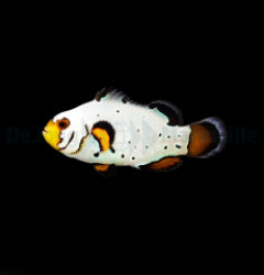 Amphiprion ocellaris (Frostbite) - T.B.
