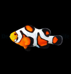 Amphiprion ocellaris (Gladiator) - T.B.