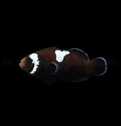 Amphiprion ocellaris (Midnight Lightning) - T.B.