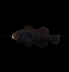Amphiprion ocellaris (Midnight) - T.B.