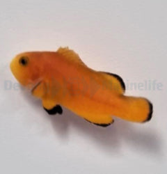 Amphiprion ocellaris (Naked) - T.B.