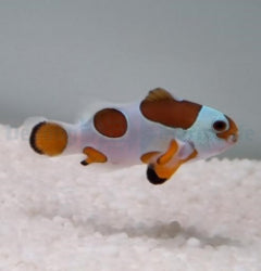 Amphiprion ocellaris (Orange Storm) - T.B.
