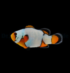Amphiprion ocellaris (Premium Snowflake) - T.B.