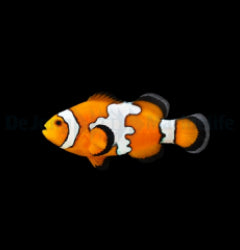 Amphiprion ocellaris (Snowflake) - T.B.