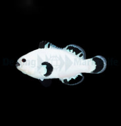 Amphiprion ocellaris (Snow Storm) - T.B.