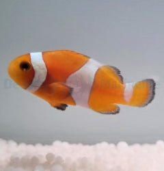 Amphiprion ocellaris (Tangerine) - T.B.