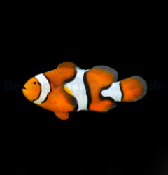 Amphiprion percula - T.B.