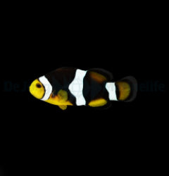 Amphiprion percula (Onyx) - T.B.