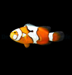 Amphiprion percula (Picasso) - T.B.