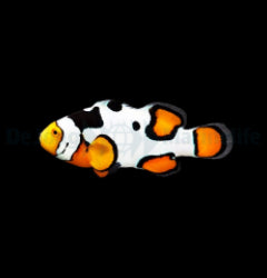 Amphiprion percula (Premium Picasso) - T.B