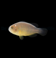Amphiprion perideraion (Domino) - T.B.