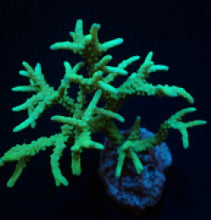 Lade das Bild in den Galerie-Viewer, Anacropora spp. (Yellow-Green)
