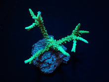 Lade das Bild in den Galerie-Viewer, Anacropora spp. (Yellow-Green)
