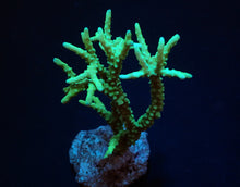 Lade das Bild in den Galerie-Viewer, Anacropora spp. (Yellow-Green)
