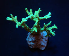 Lade das Bild in den Galerie-Viewer, Anacropora spp. (Yellow-Green)
