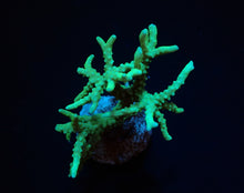 Lade das Bild in den Galerie-Viewer, Anacropora spp. (Yellow-Green)
