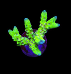 Anacropora spp. (Green Goblin) (frag) NZ