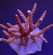 Lade das Bild in den Galerie-Viewer, Anacropora spp. (Reddish)
