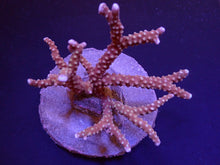 Lade das Bild in den Galerie-Viewer, Anacropora spp. (Reddish)
