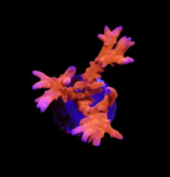 Anacropora spp. (TNT) (frag) NZ