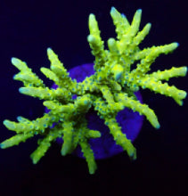 Lade das Bild in den Galerie-Viewer, Anacropora spp. (Green Goblin)
