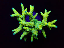 Lade das Bild in den Galerie-Viewer, Anacropora spp. (Green Goblin)
