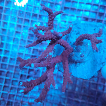 Lade das Bild in den Galerie-Viewer, Anacropora spp. (Reddish)
