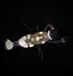Ancylocaris brevicarpalis