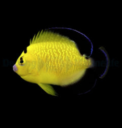 Apolemichthys xanthopunctatus - T.B.