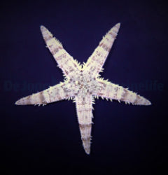 Archaster typicus