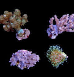 Assorted soft corals (frag) NZ