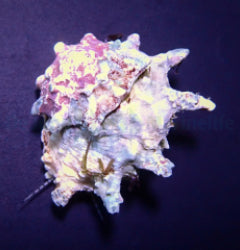 Astralium calcar