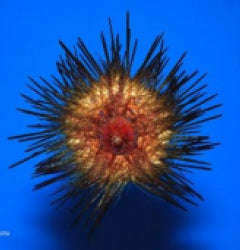 Astropyga magnifica