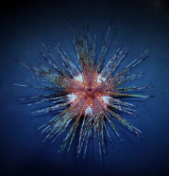 Astropyga radiata