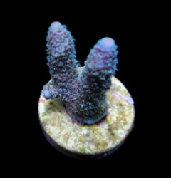 Acropora abrolhosensis (frag) NZ