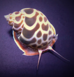 Babylonia zeylanica