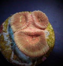 Barabattoia amicorum (Premium) (frag) NZ