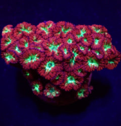 Blastomussa merletti (frag) NZ