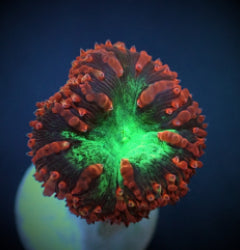 Blastomussa wellsi (Premium) (frag) NZ