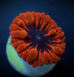 Blastomussa wellsi (Red) (frag) NZ