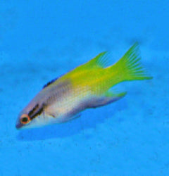 Bodianus pulchellus - T.B.