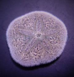 Brissus spp. (Sand dollar flat)
