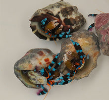 Lade das Bild in den Galerie-Viewer, Calcinus elegans

