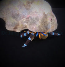 Lade das Bild in den Galerie-Viewer, Calcinus elegans
