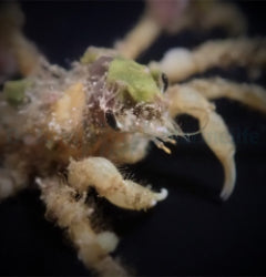 Camposcia retusa