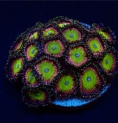 Zoanthus spp. (Candy Apple Green) (frag) NZ